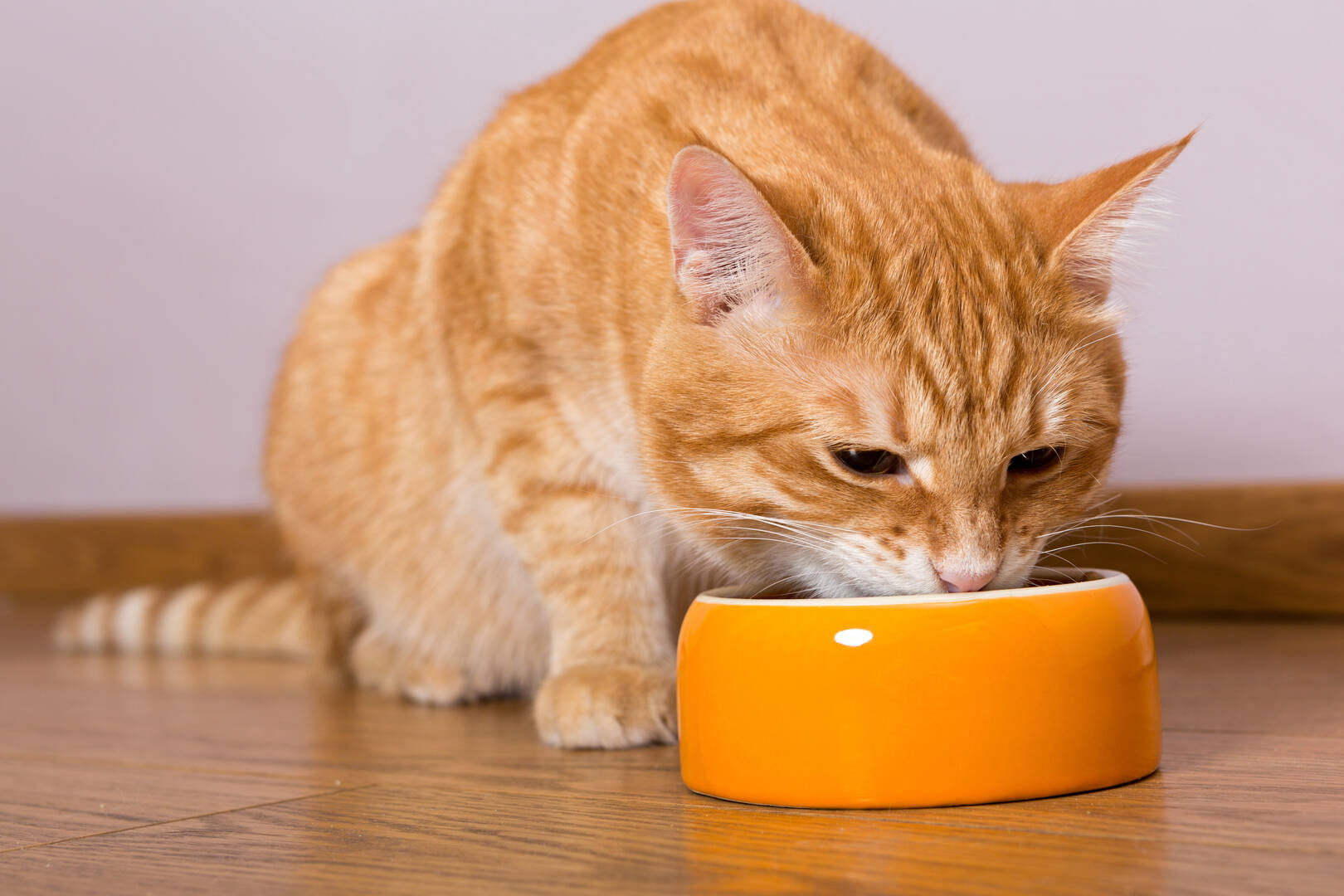 Trail-Side Tails Pet Care Boise
