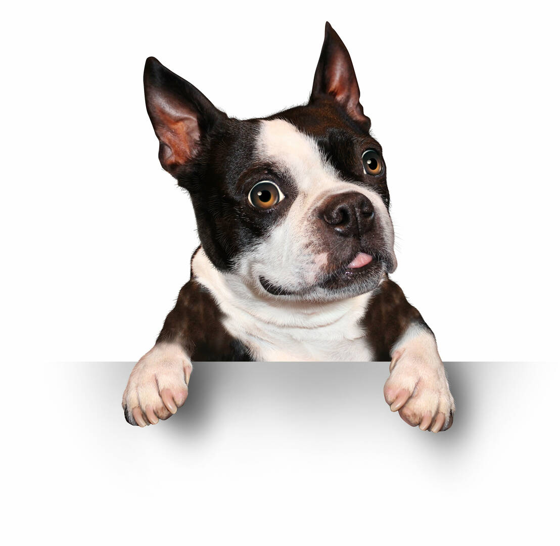 1st Pet Veterinary Centers