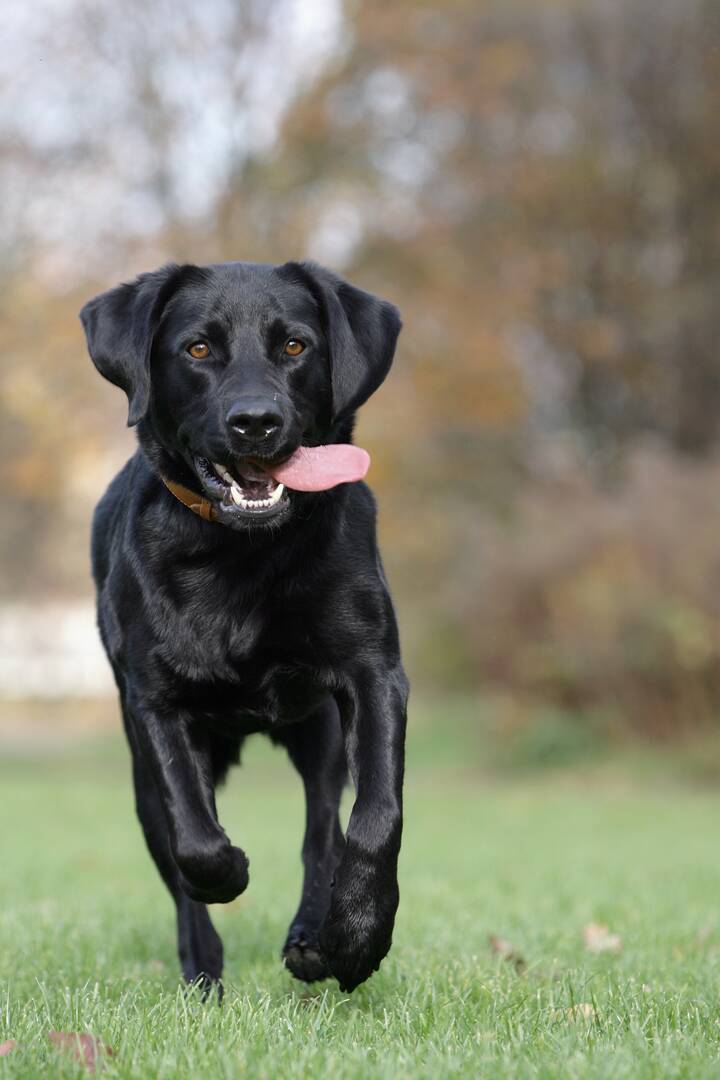 Puppy Connector