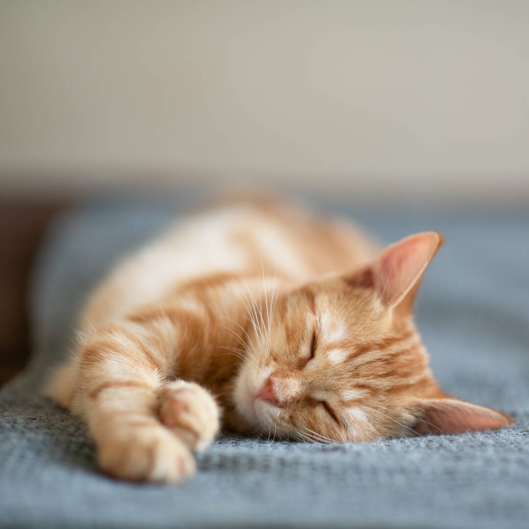 Franklin Veterinary Associates