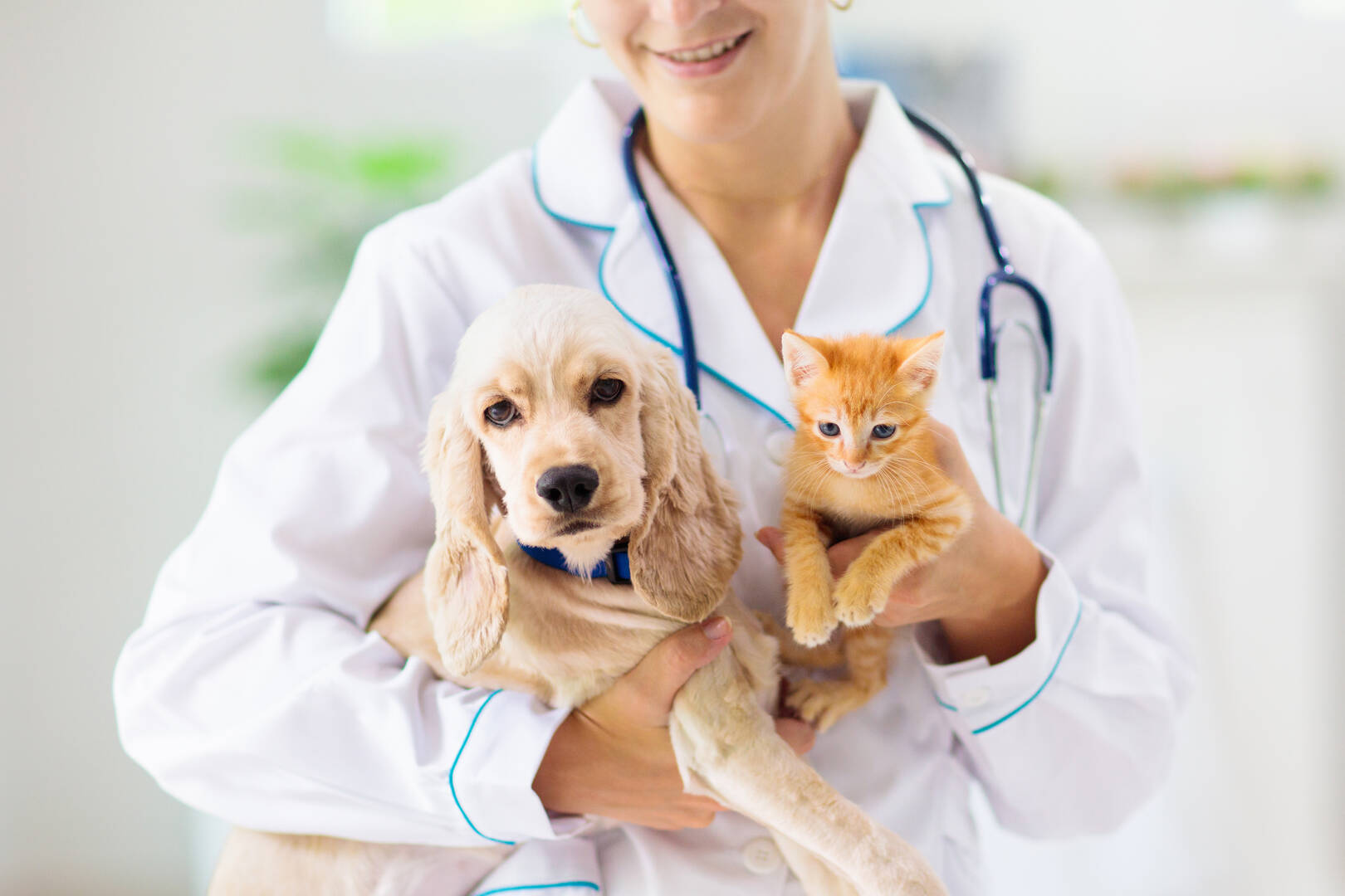 Para Hills Vet Clinic