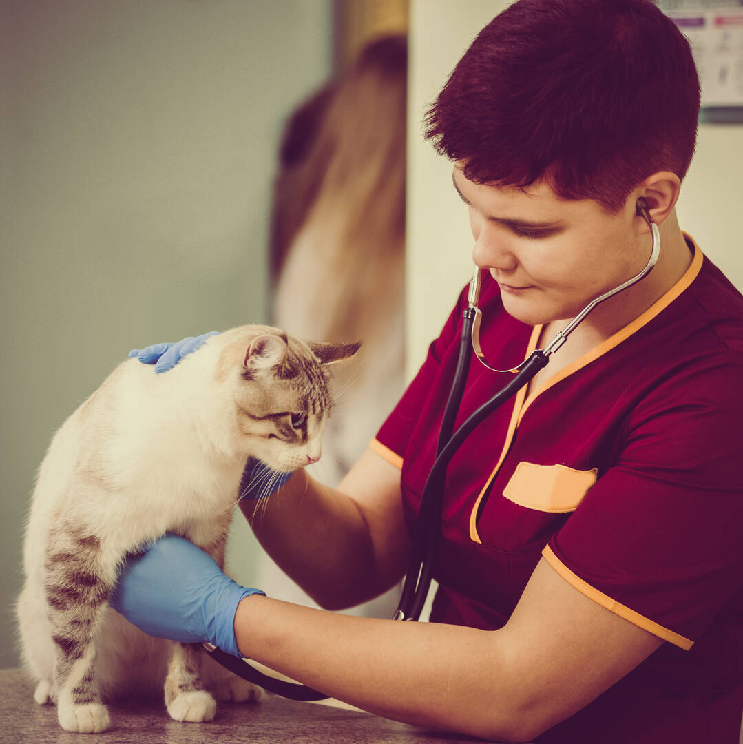 Veterinary Emergency Center
