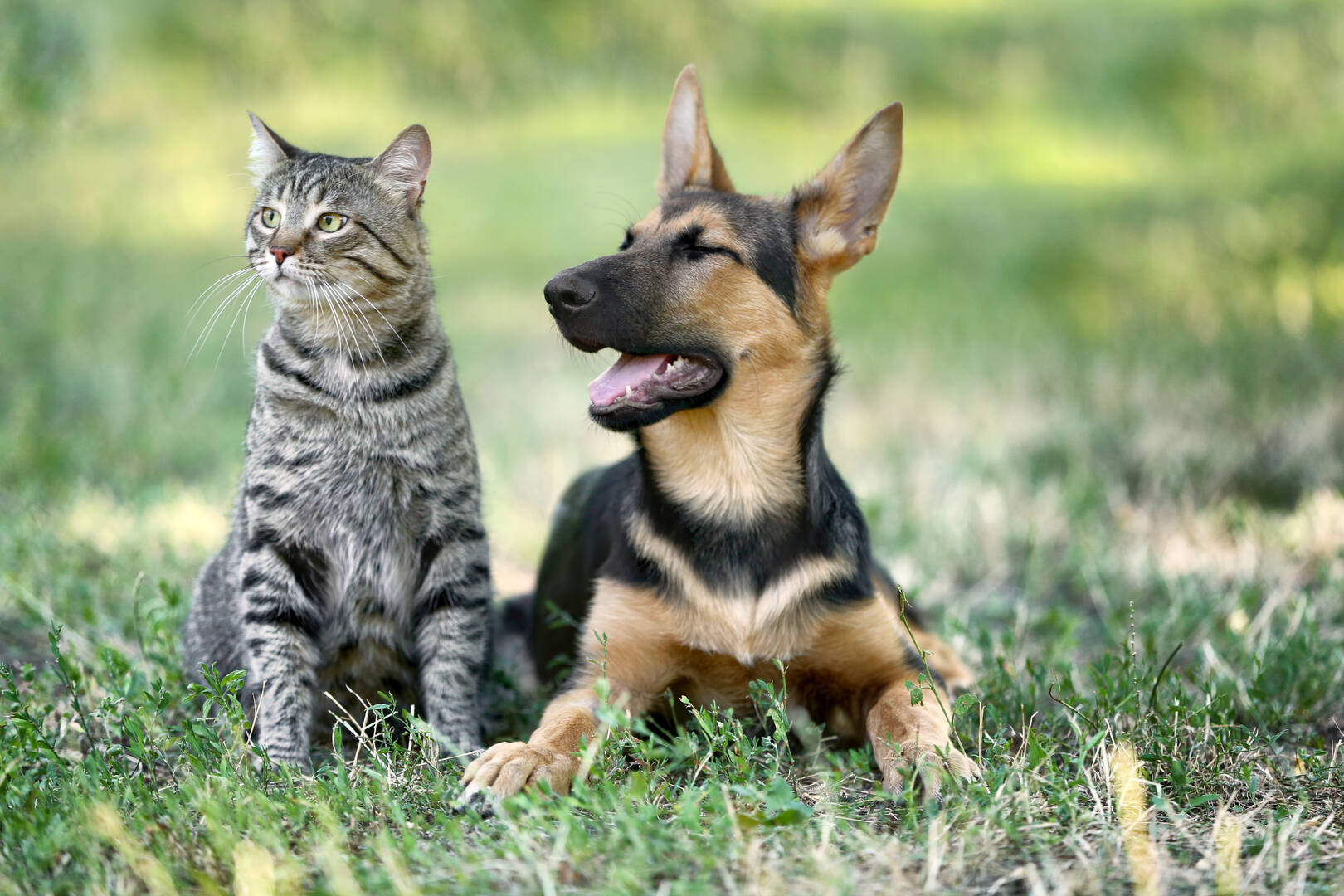 Integra Dog Training