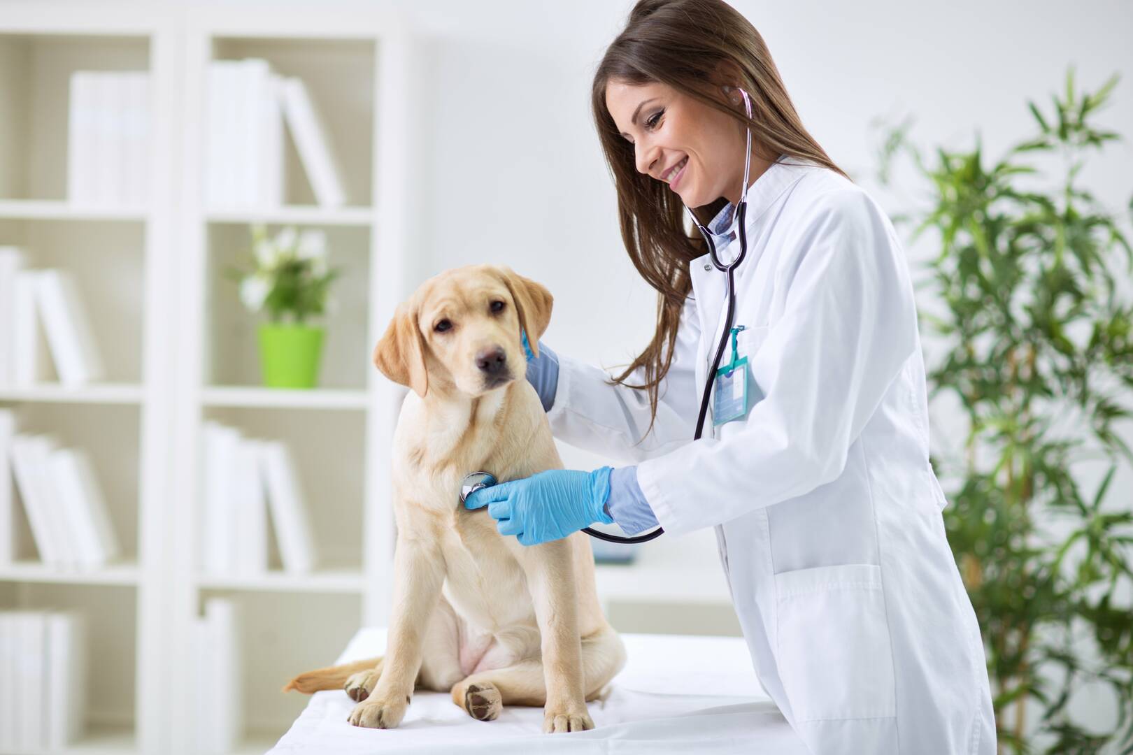 Clovis Veterinary Hospital P A