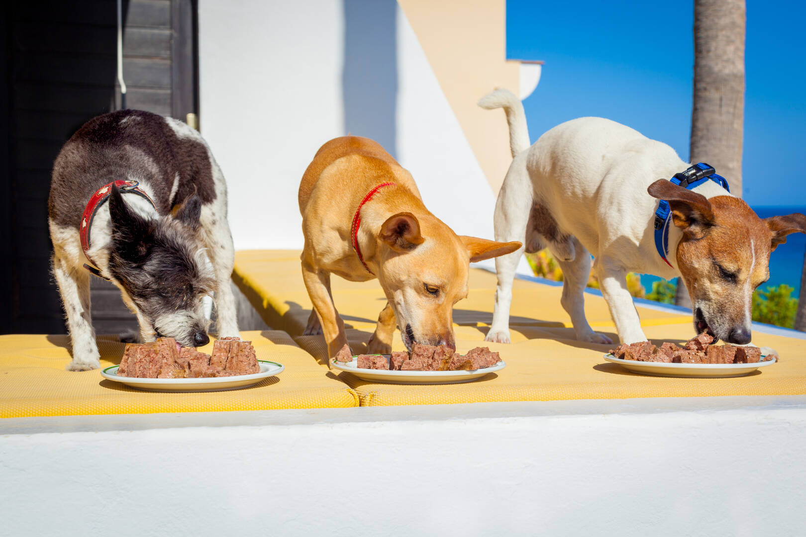 Interlude Pet Resort & Spa
