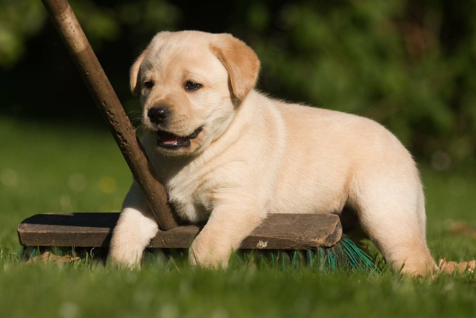 Golden Doodles of Maine